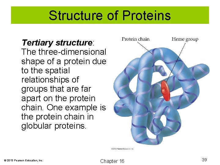 Structure of Proteins Tertiary structure: The three-dimensional shape of a protein due to the