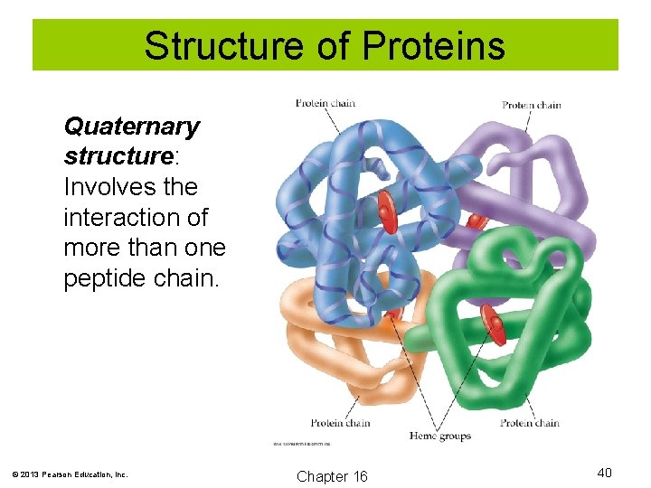 Structure of Proteins Quaternary structure: Involves the interaction of more than one peptide chain.