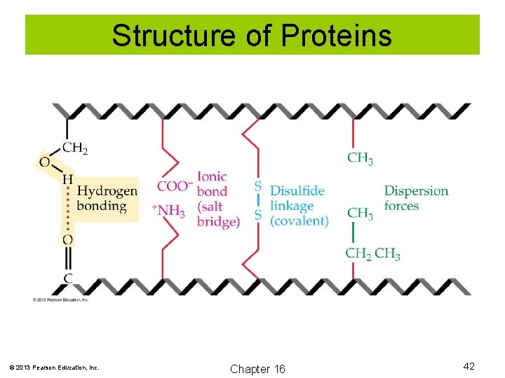 Structure of Proteins © 2013 Pearson Education, Inc. Chapter 16 42 