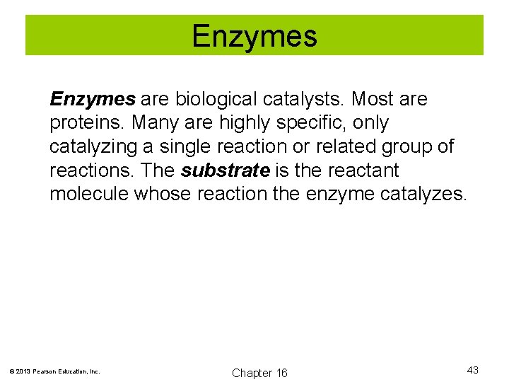 Enzymes are biological catalysts. Most are proteins. Many are highly specific, only catalyzing a