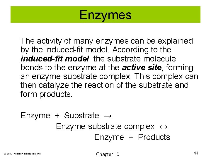 Enzymes The activity of many enzymes can be explained by the induced-fit model. According