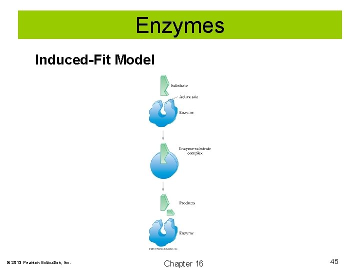 Enzymes Induced-Fit Model © 2013 Pearson Education, Inc. Chapter 16 45 