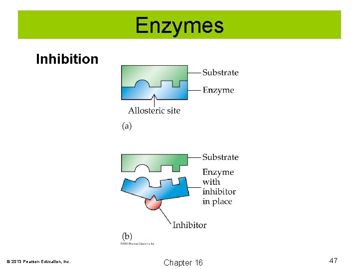 Enzymes Inhibition © 2013 Pearson Education, Inc. Chapter 16 47 