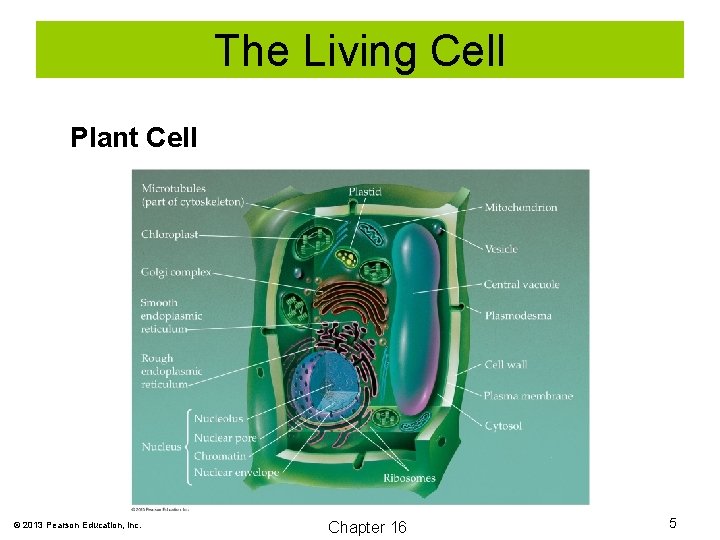 The Living Cell Plant Cell © 2013 Pearson Education, Inc. Chapter 16 5 