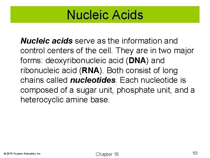 Nucleic Acids Nucleic acids serve as the information and control centers of the cell.