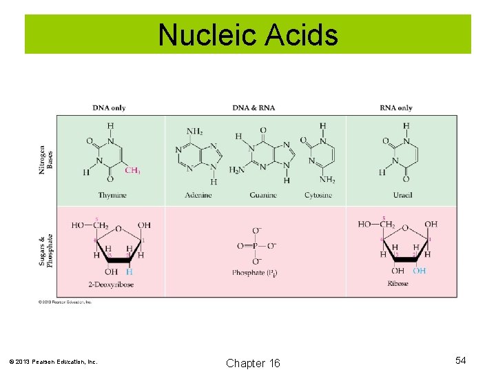 Nucleic Acids © 2013 Pearson Education, Inc. Chapter 16 54 