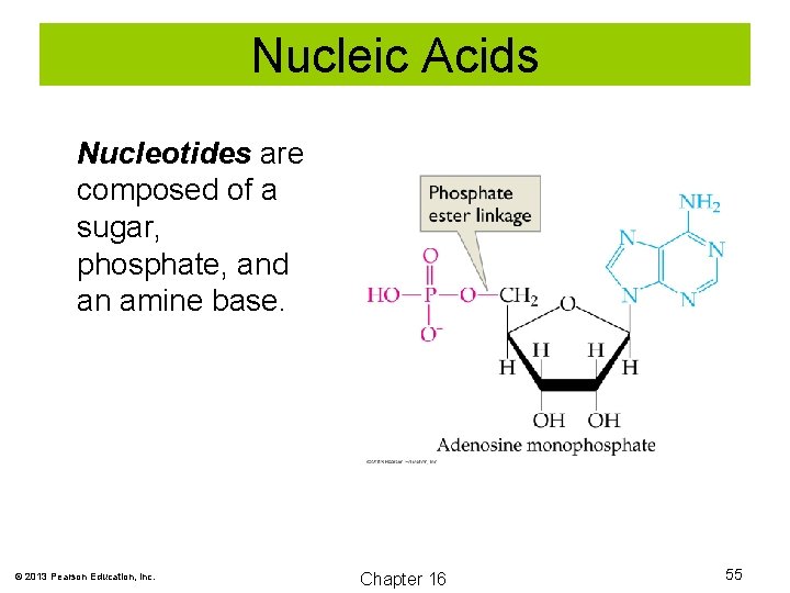 Nucleic Acids Nucleotides are composed of a sugar, phosphate, and an amine base. ©