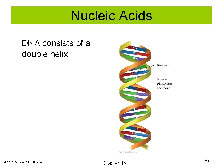 Nucleic Acids DNA consists of a double helix. © 2013 Pearson Education, Inc. Chapter