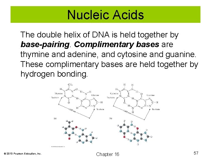 Nucleic Acids The double helix of DNA is held together by base-pairing. Complimentary bases