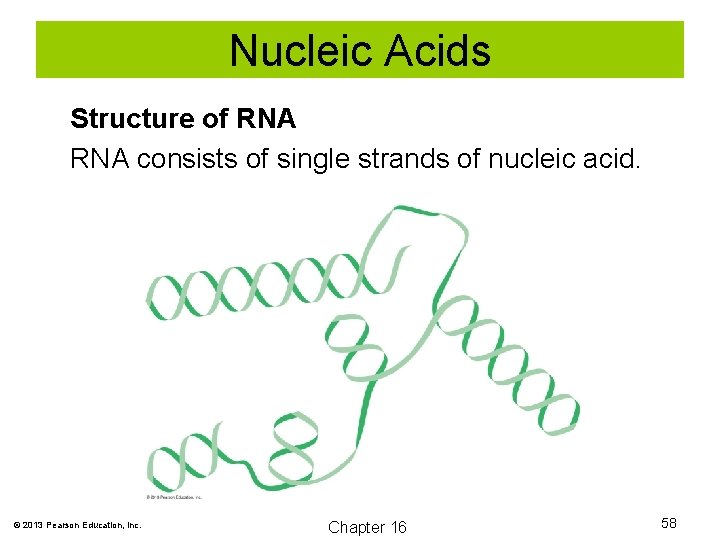 Nucleic Acids Structure of RNA consists of single strands of nucleic acid. © 2013