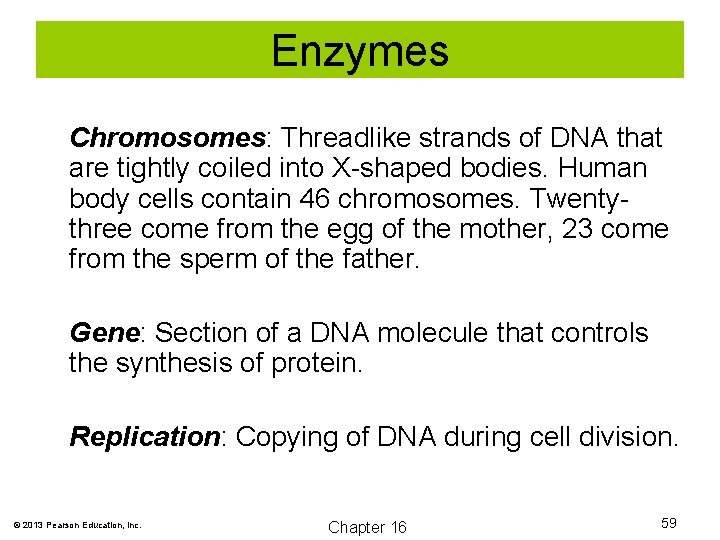 Enzymes Chromosomes: Threadlike strands of DNA that are tightly coiled into X-shaped bodies. Human