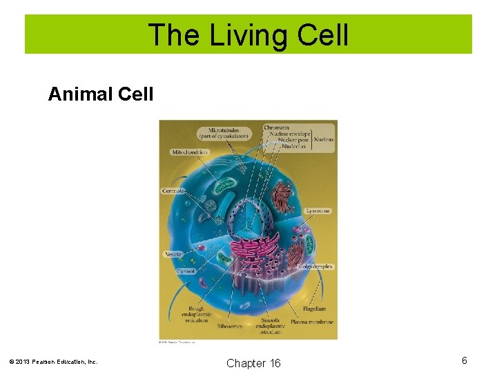 The Living Cell Animal Cell © 2013 Pearson Education, Inc. Chapter 16 6 