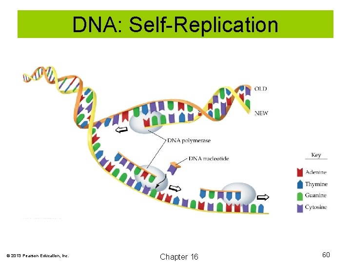 DNA: Self-Replication © 2013 Pearson Education, Inc. Chapter 16 60 