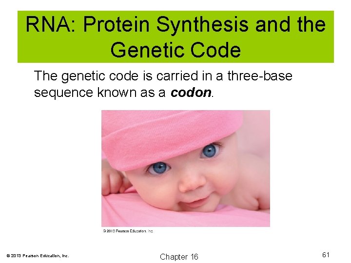 RNA: Protein Synthesis and the Genetic Code The genetic code is carried in a