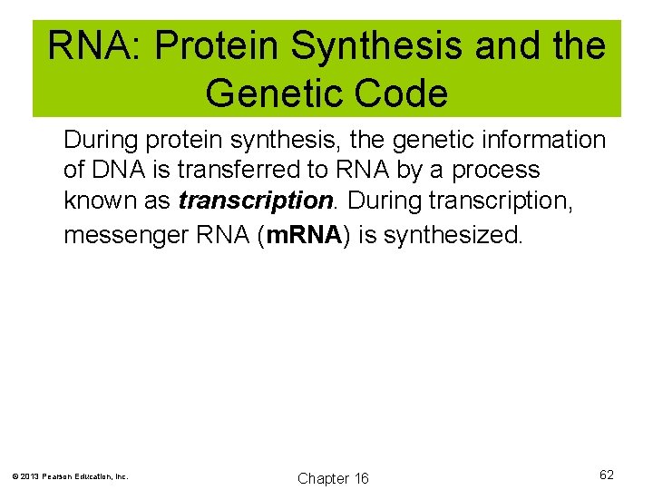 RNA: Protein Synthesis and the Genetic Code During protein synthesis, the genetic information of