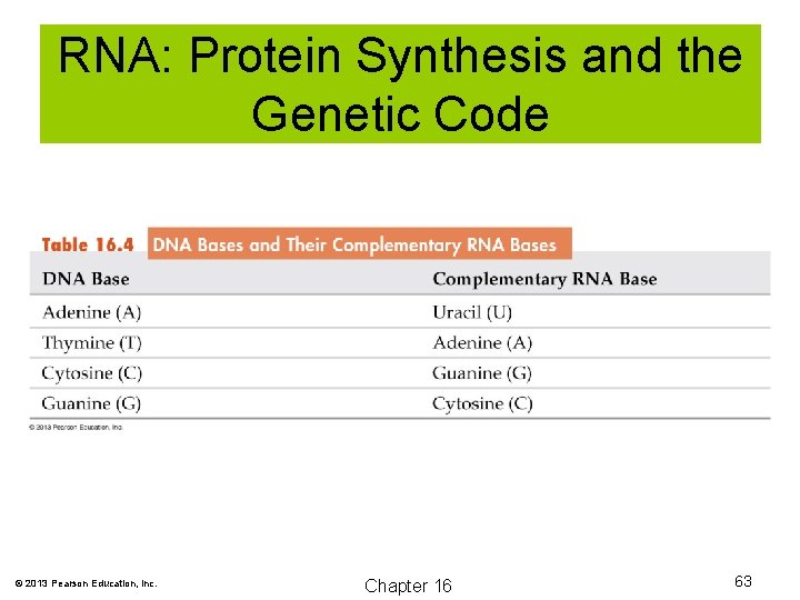 RNA: Protein Synthesis and the Genetic Code © 2013 Pearson Education, Inc. Chapter 16