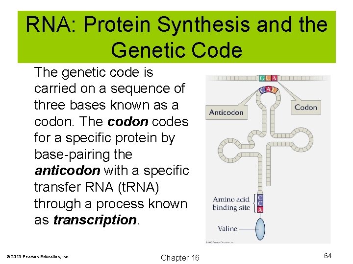 RNA: Protein Synthesis and the v Genetic Code The genetic code is carried on