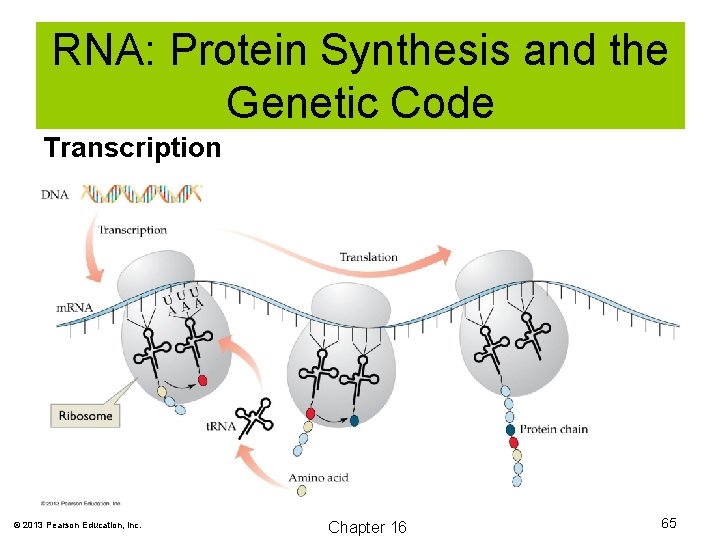 RNA: Protein Synthesis and the Genetic Code Transcription © 2013 Pearson Education, Inc. Chapter