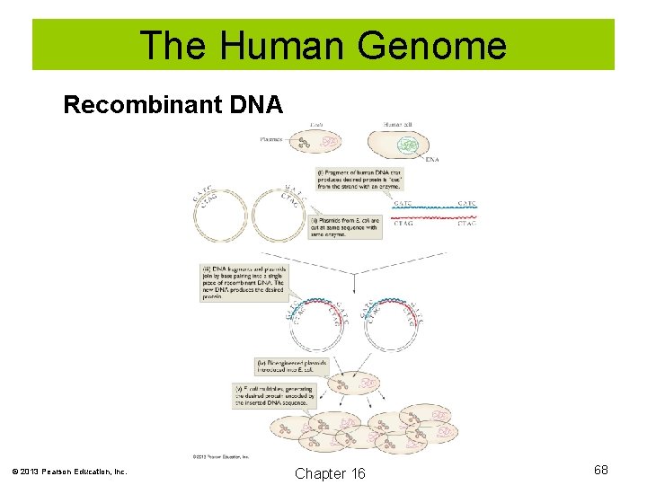 The Human Genome Recombinant DNA © 2013 Pearson Education, Inc. Chapter 16 68 