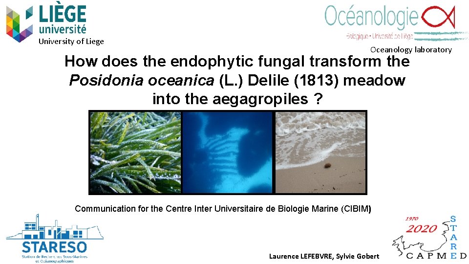University of Liege Oceanology laboratory How does the endophytic fungal transform the Posidonia oceanica
