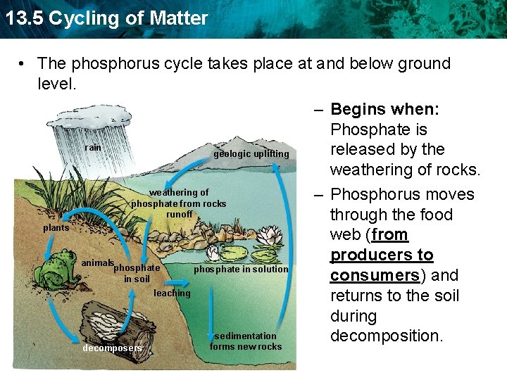 13. 5 Cycling of Matter • The phosphorus cycle takes place at and below
