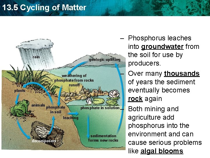 13. 5 Cycling of Matter plants – Phosphorus leaches into groundwater from the soil