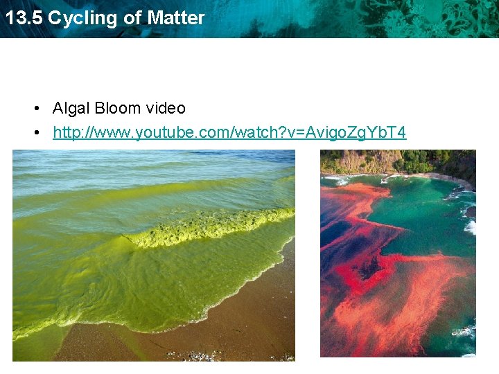 13. 5 Cycling of Matter • Algal Bloom video • http: //www. youtube. com/watch?