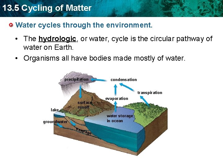 13. 5 Cycling of Matter Water cycles through the environment. • The hydrologic, or