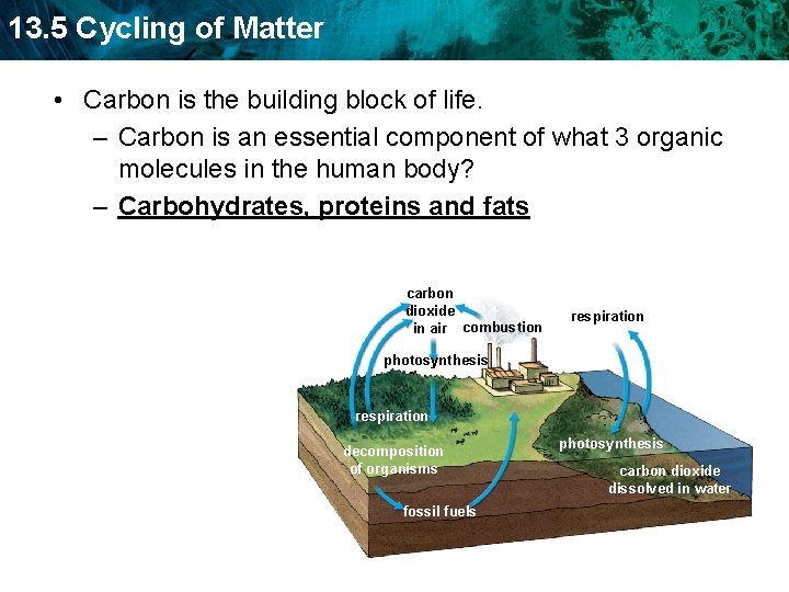 13. 5 Cycling of Matter • Carbon is the building block of life. –