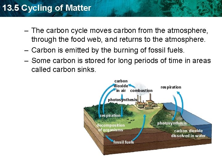 13. 5 Cycling of Matter – The carbon cycle moves carbon from the atmosphere,
