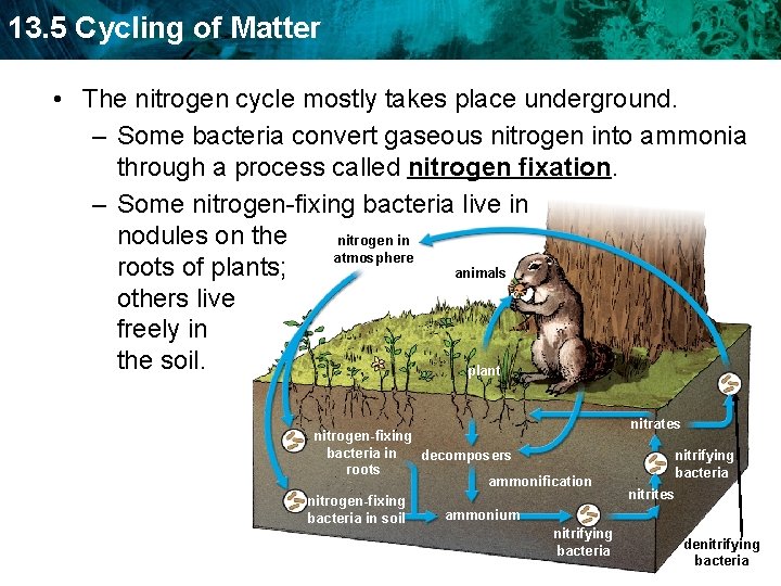 13. 5 Cycling of Matter • The nitrogen cycle mostly takes place underground. –