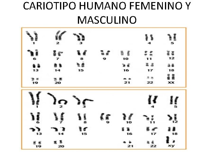 CARIOTIPO HUMANO FEMENINO Y MASCULINO 