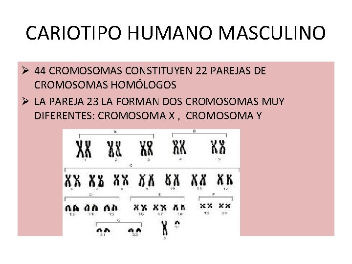 CARIOTIPO HUMANO MASCULINO Ø 44 CROMOSOMAS CONSTITUYEN 22 PAREJAS DE CROMOSOMAS HOMÓLOGOS Ø LA