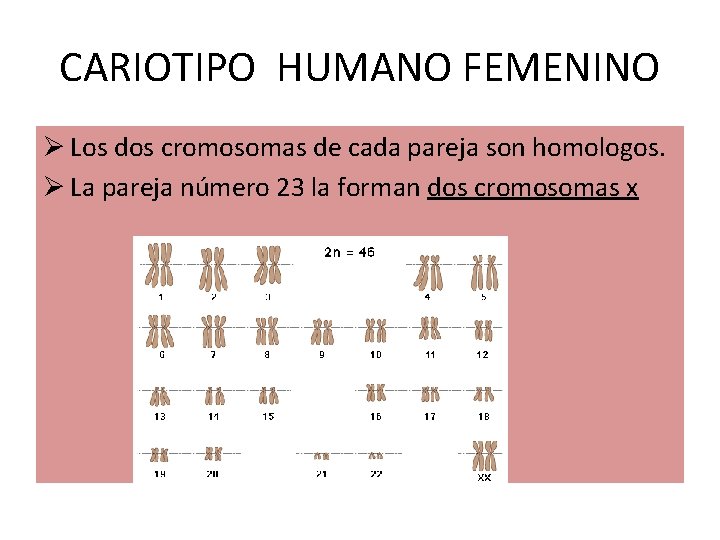 CARIOTIPO HUMANO FEMENINO Ø Los dos cromosomas de cada pareja son homologos. Ø La