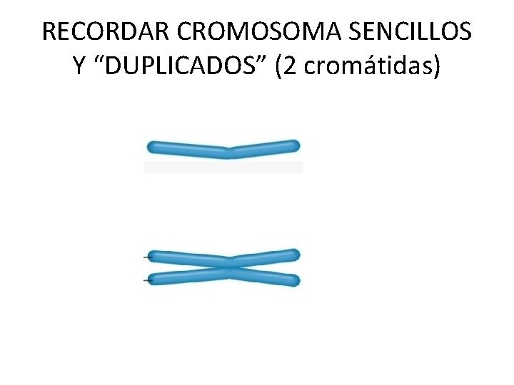 RECORDAR CROMOSOMA SENCILLOS Y “DUPLICADOS” (2 cromátidas) 