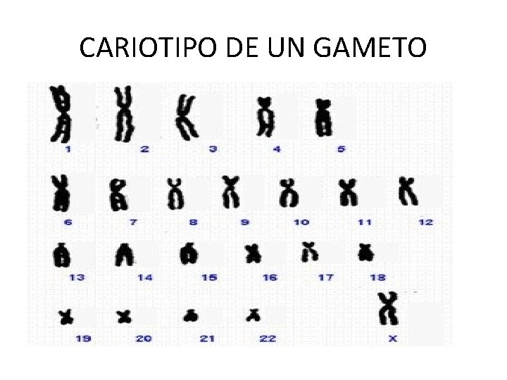 CARIOTIPO DE UN GAMETO 