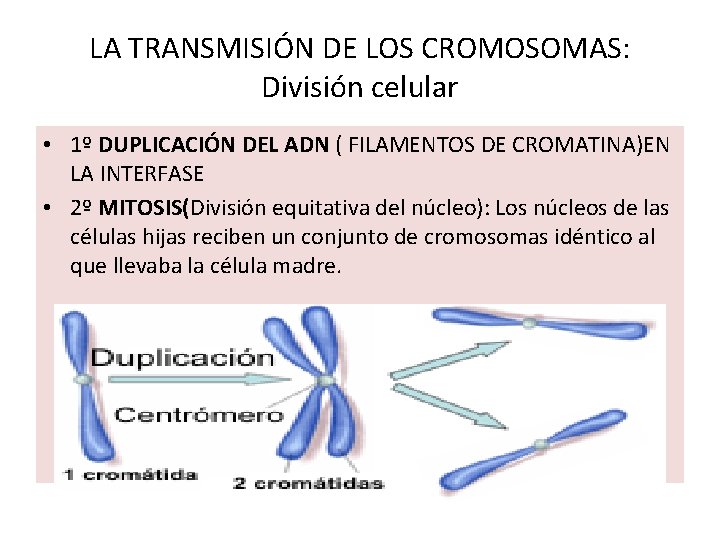 LA TRANSMISIÓN DE LOS CROMOSOMAS: División celular • 1º DUPLICACIÓN DEL ADN ( FILAMENTOS