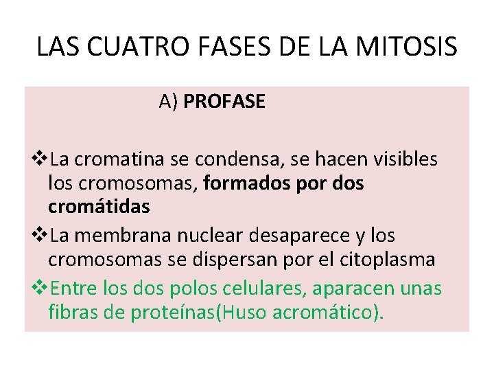 LAS CUATRO FASES DE LA MITOSIS A) PROFASE v. La cromatina se condensa, se