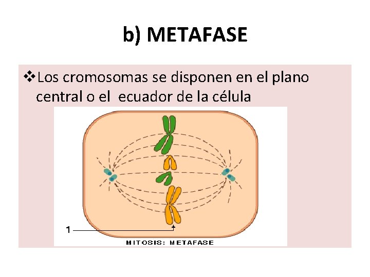 b) METAFASE v. Los cromosomas se disponen en el plano central o el ecuador