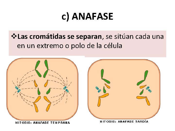 c) ANAFASE v. Las cromátidas se separan, se sitúan cada una en un extremo