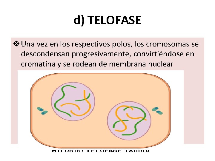 d) TELOFASE v Una vez en los respectivos polos, los cromosomas se descondensan progresivamente,