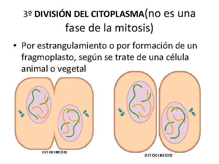 3º DIVISIÓN DEL CITOPLASMA(no es una fase de la mitosis) • Por estrangulamiento o