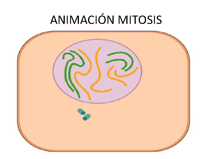 ANIMACIÓN MITOSIS 