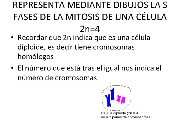 REPRESENTA MEDIANTE DIBUJOS LA S FASES DE LA MITOSIS DE UNA CÉLULA 2 n=4