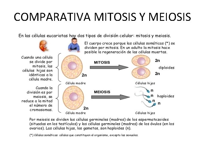 COMPARATIVA MITOSIS Y MEIOSIS 