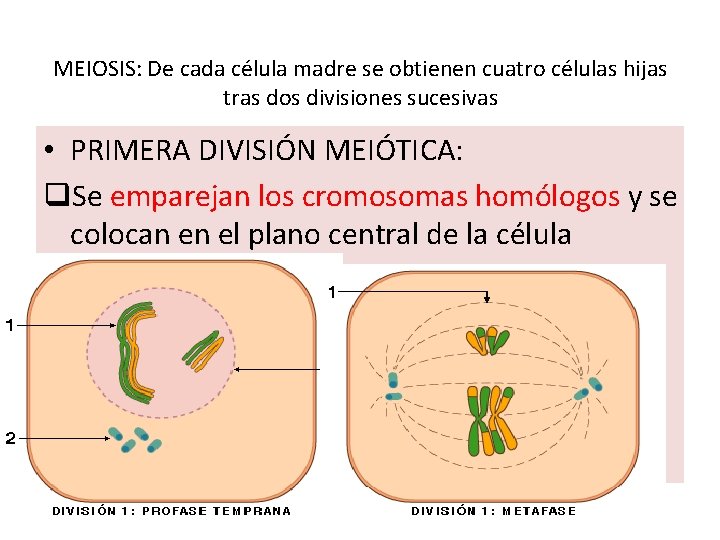 MEIOSIS: De cada célula madre se obtienen cuatro células hijas tras dos divisiones sucesivas