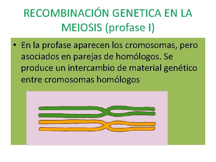 RECOMBINACIÓN GENETICA EN LA MEIOSIS (profase I) • En la profase aparecen los cromosomas,