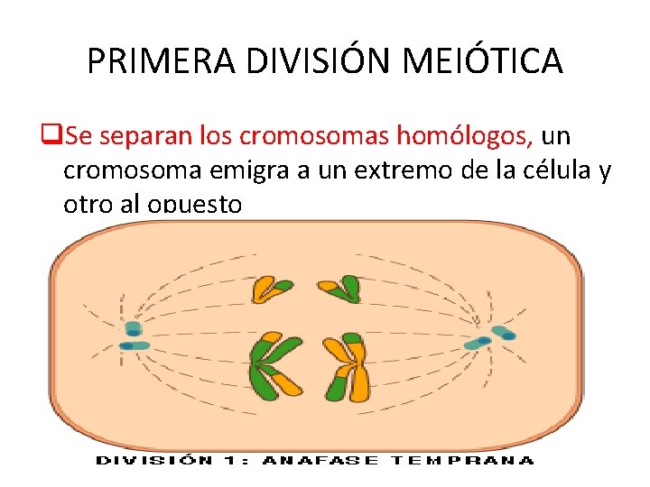 PRIMERA DIVISIÓN MEIÓTICA q. Se separan los cromosomas homólogos, un cromosoma emigra a un