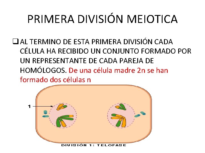 PRIMERA DIVISIÓN MEIOTICA q AL TERMINO DE ESTA PRIMERA DIVISIÓN CADA CÉLULA HA RECIBIDO