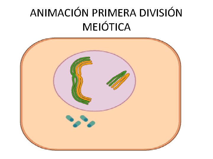 ANIMACIÓN PRIMERA DIVISIÓN MEIÓTICA 